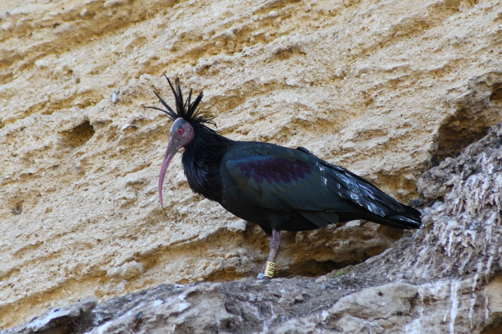 Ibis eremita en la Barca de Vejer. Fotografía de Juan José Rubal Lobo