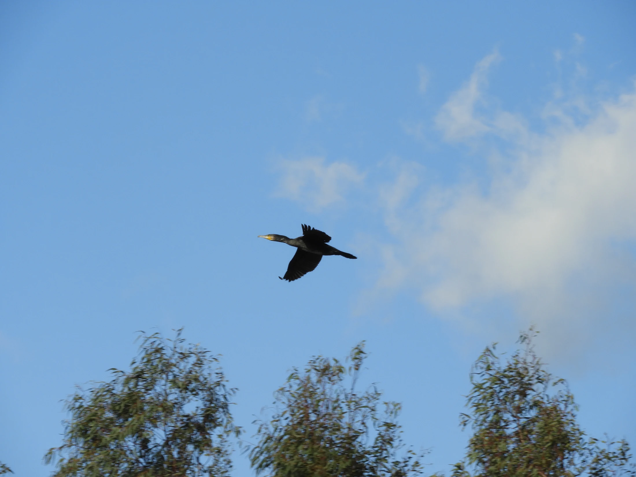 Cormorán en la antigua laguna de La Janda. Fotografía de David Collis Luque