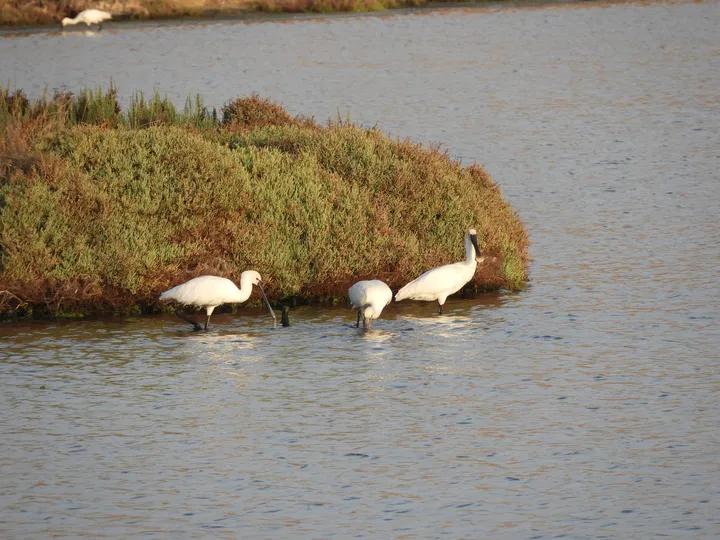Espátulas en las marismas de Barbate