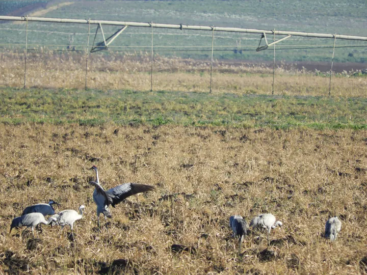 Grullas en la antigua laguna de La Janda