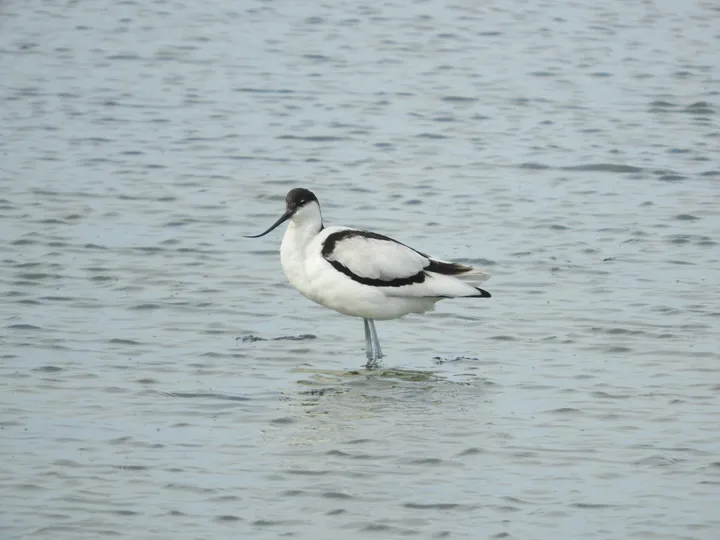 Avoceta en la marisma de Barbate