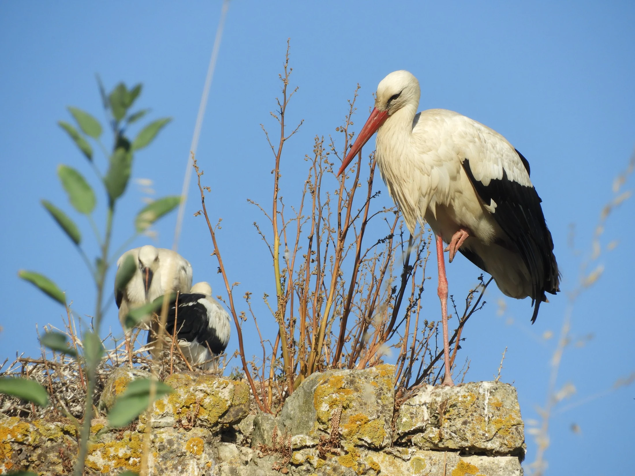 Cigüeñas en San Ambrosio ( Vejer de la Fra.). Fotografía de David Collis Luque