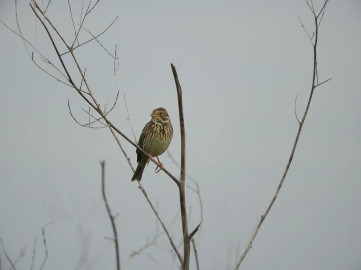 Escribano triguero en la antigua laguna de La Janda