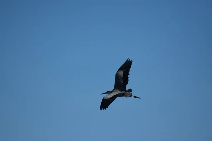 Garza real en la antigua laguna de La Janda