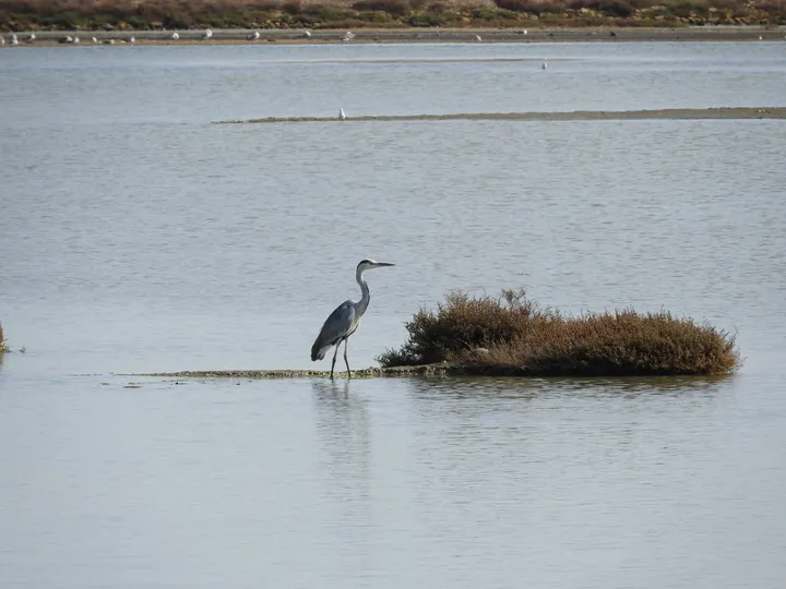 Garza real en las marismas de Barbate