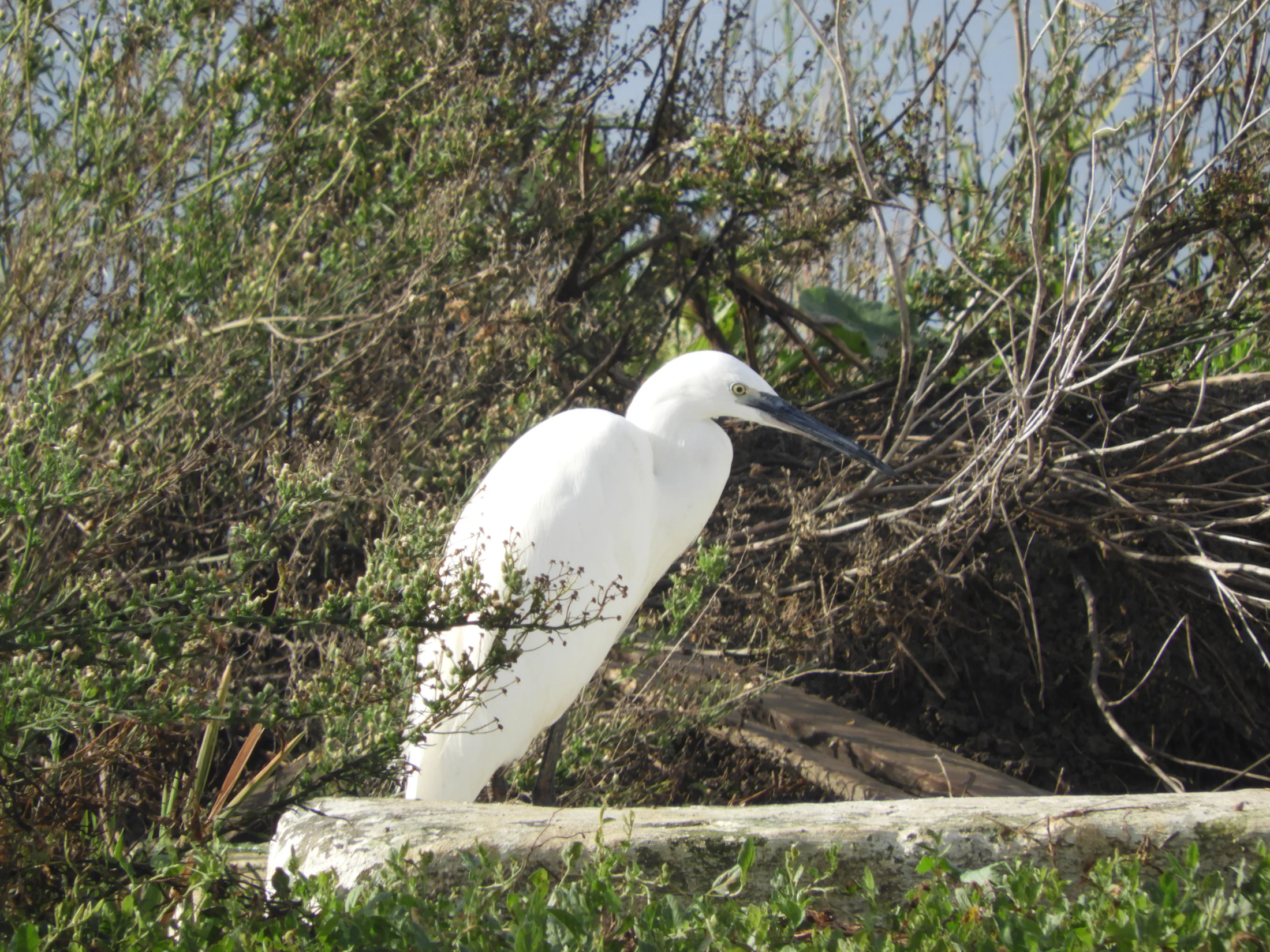 Garceta común en la antigua laguna de La Janda. Fotografía de David Collis Luque