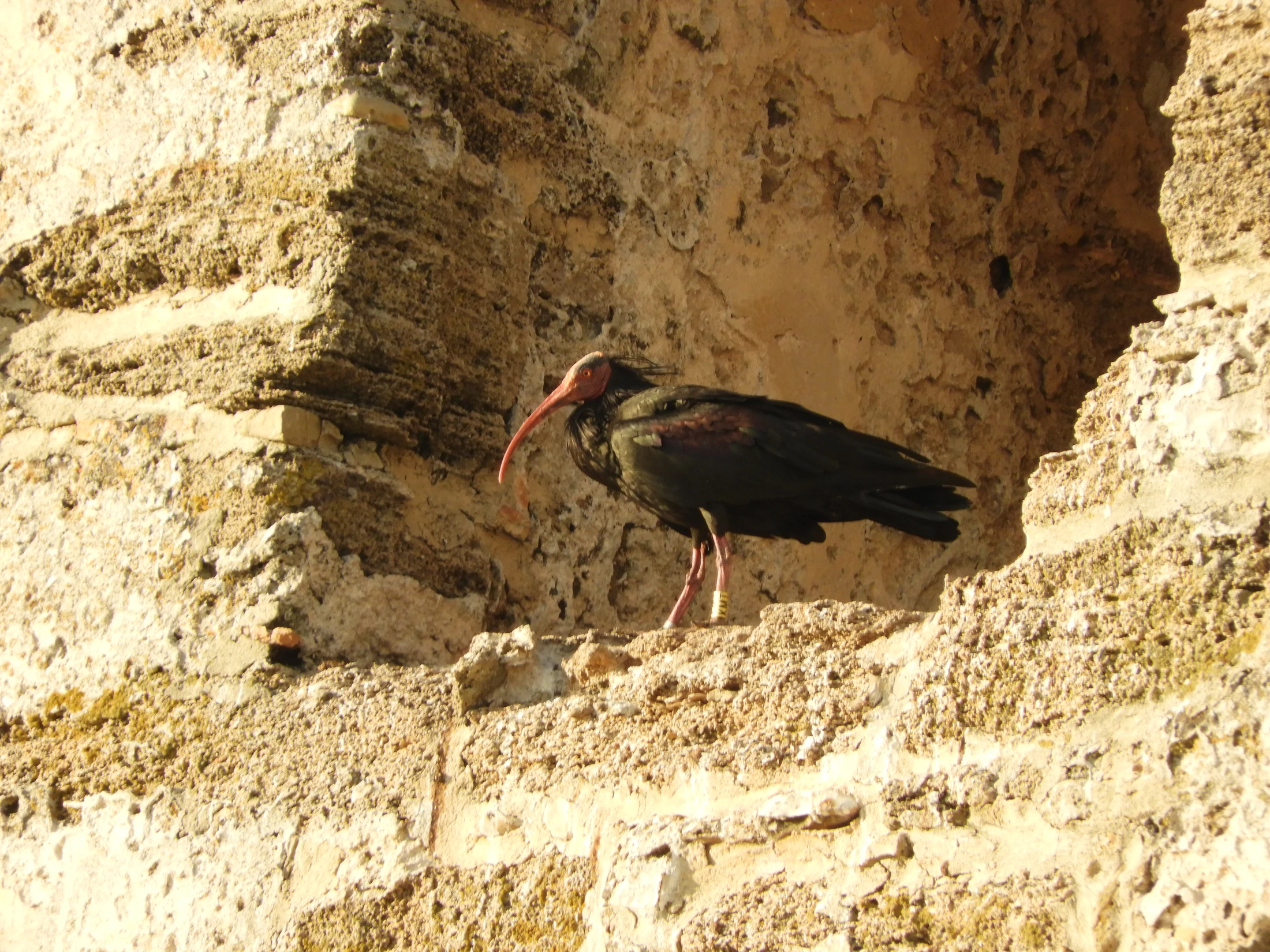 Ibis eremita en El Palmar. Fotografía de David Collis Luque