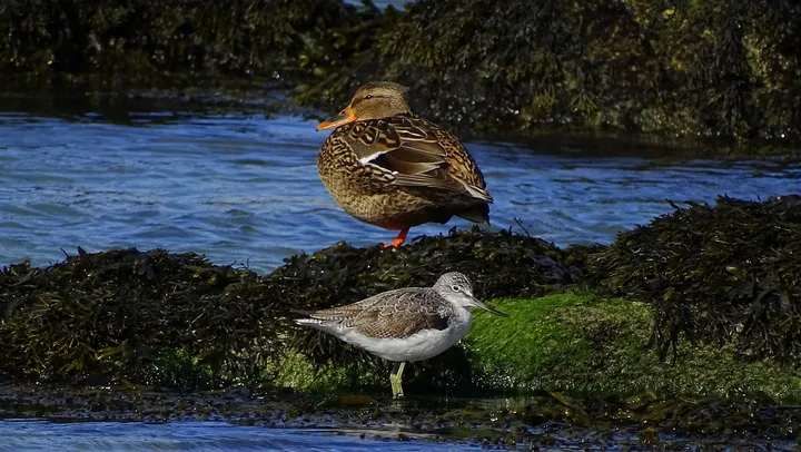 Ánade real hembra y archibebe claro en Galicia