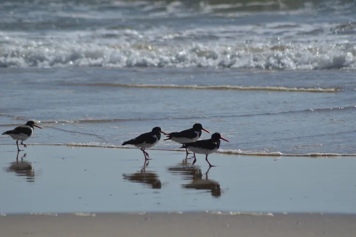 Ostrero en Doñana