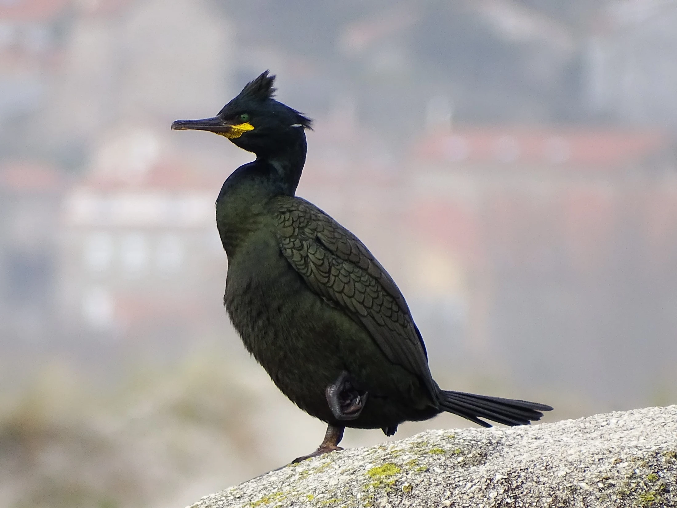 Cormorán moñudo en Galicia. Fotografía de Mingucho