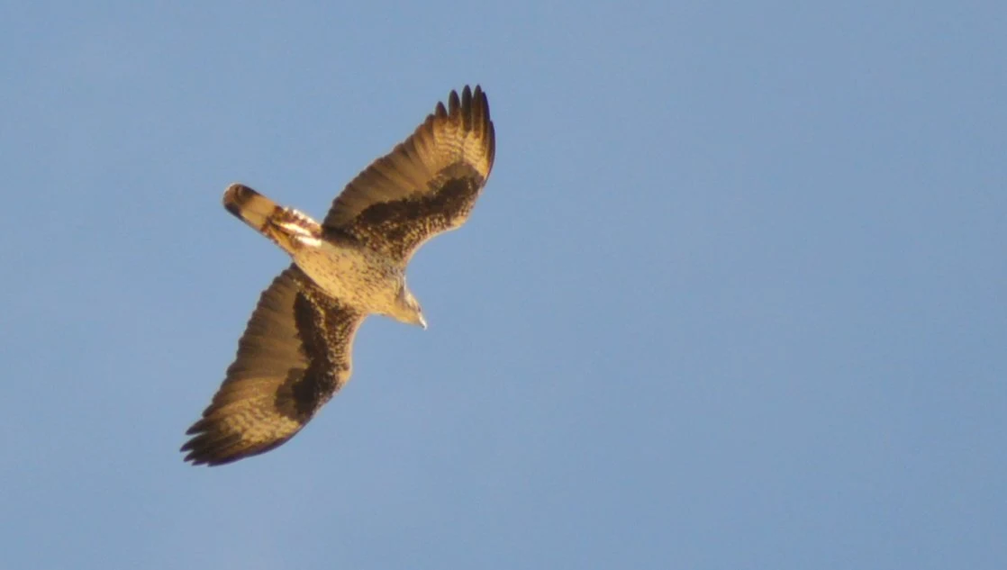 Águila perdicera en Pegalajar (Jaén). Fotografía de Juan José Rubal Lobo