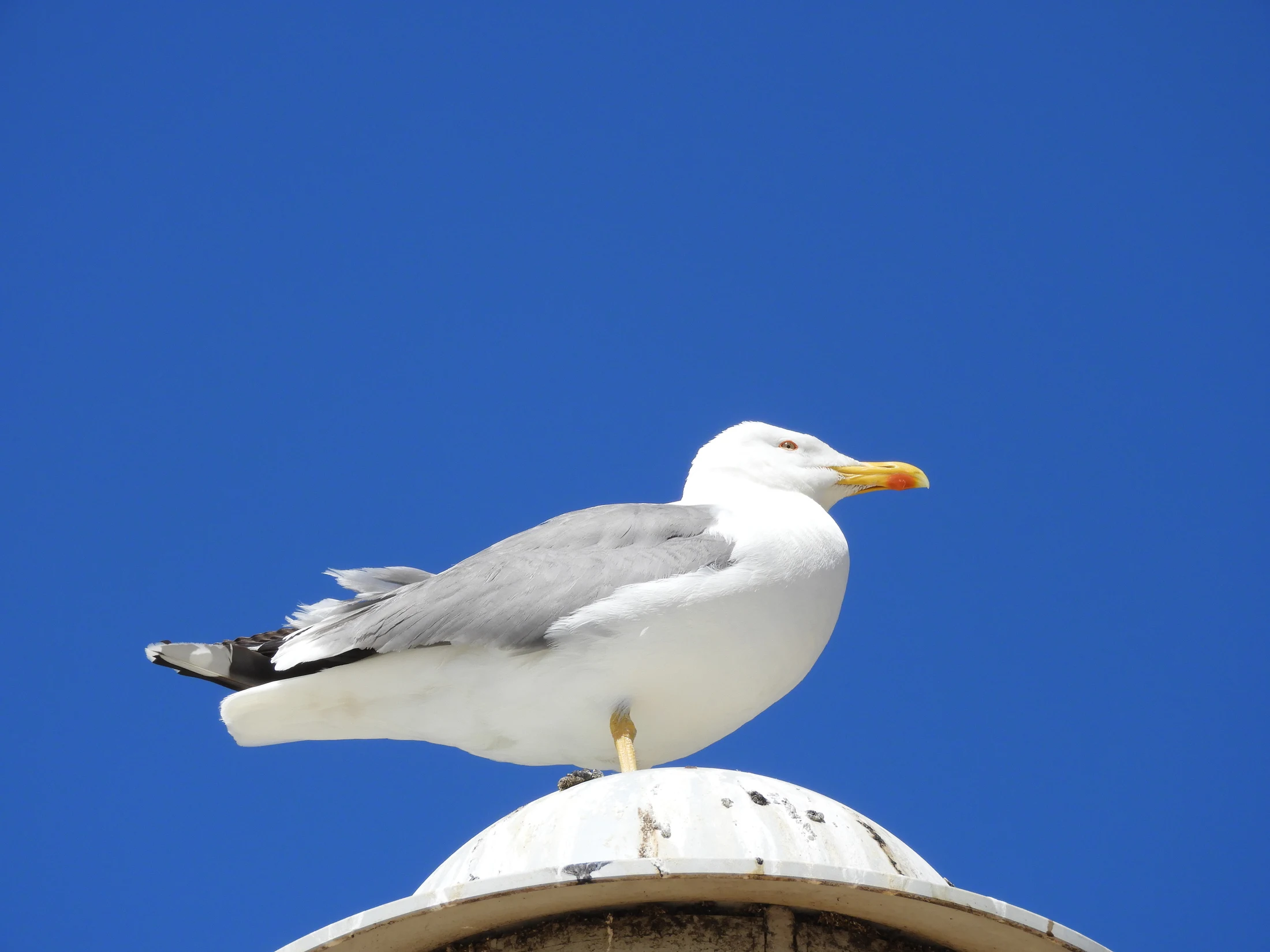 Gaviota patiamarilla en Conil. Fotografía de David Collis Luque