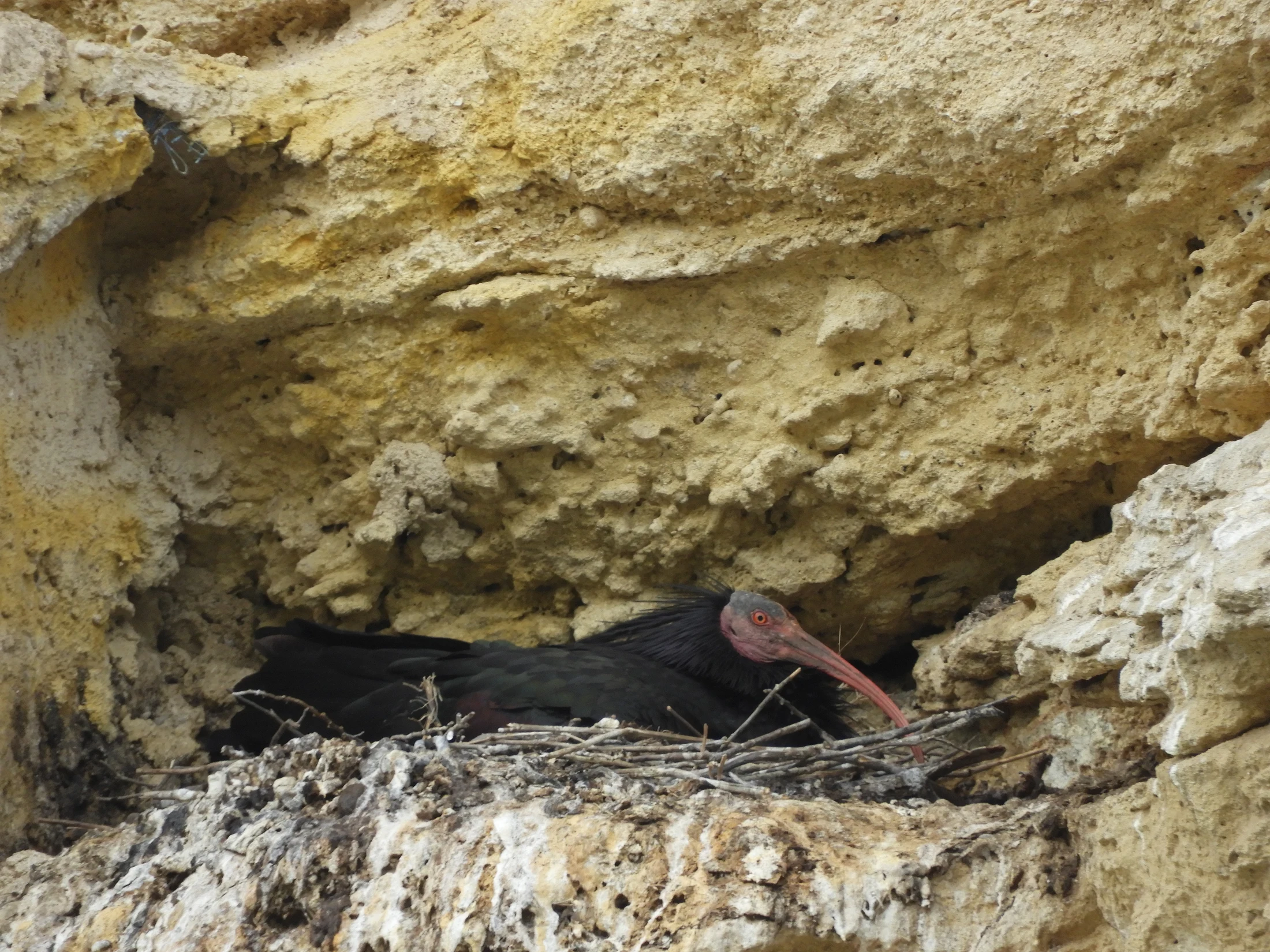 Ibis eremita en La Barca de Vejer de la Fra.. Fotografía de David Collis Luque