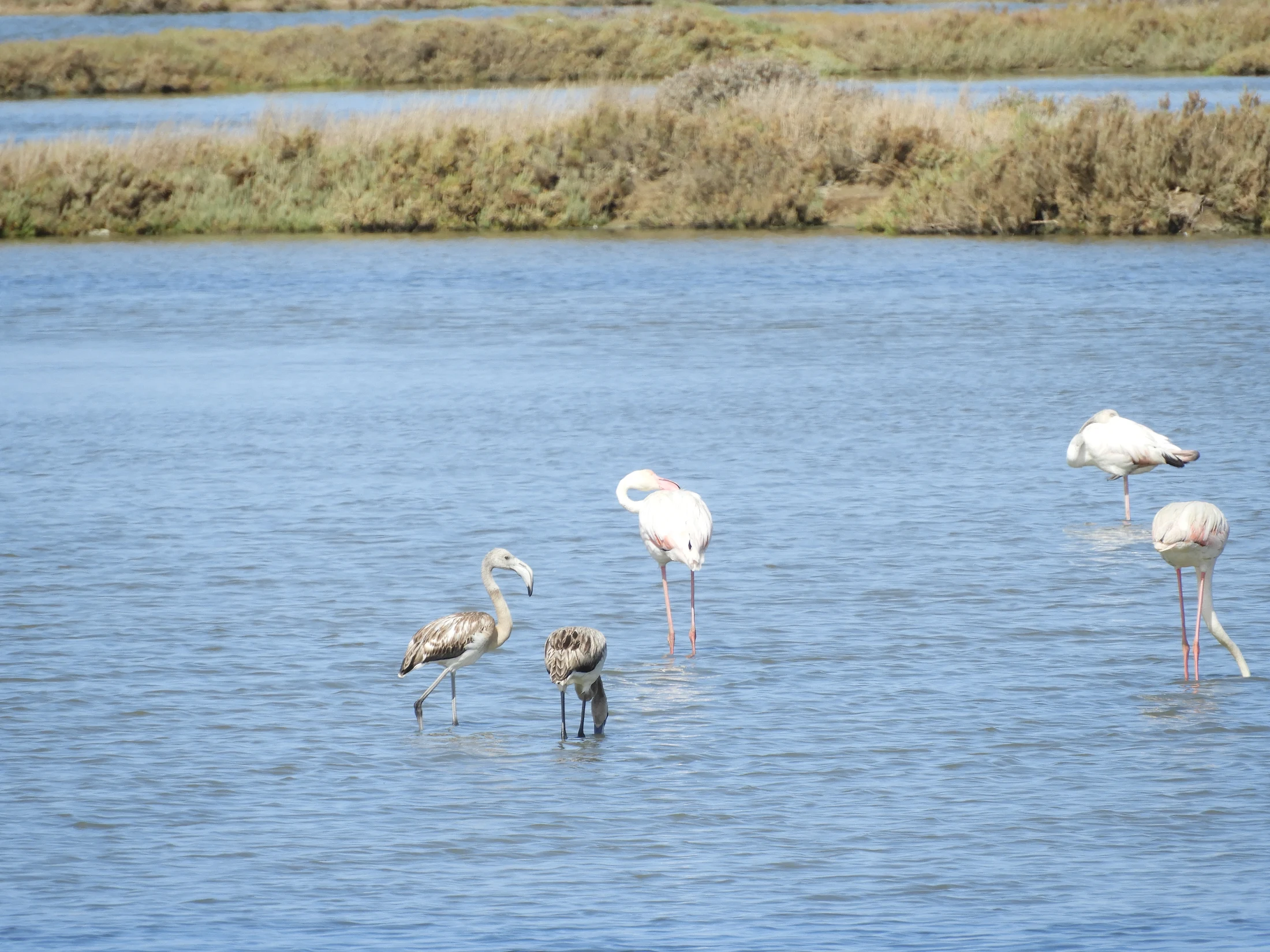 Flamencos adultos y juveniles en las marismas de Barbate. Fotografía de David Collis Luque