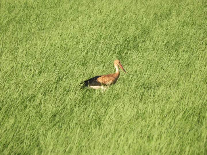 Cigüeña en la antigua laguna de La Janda