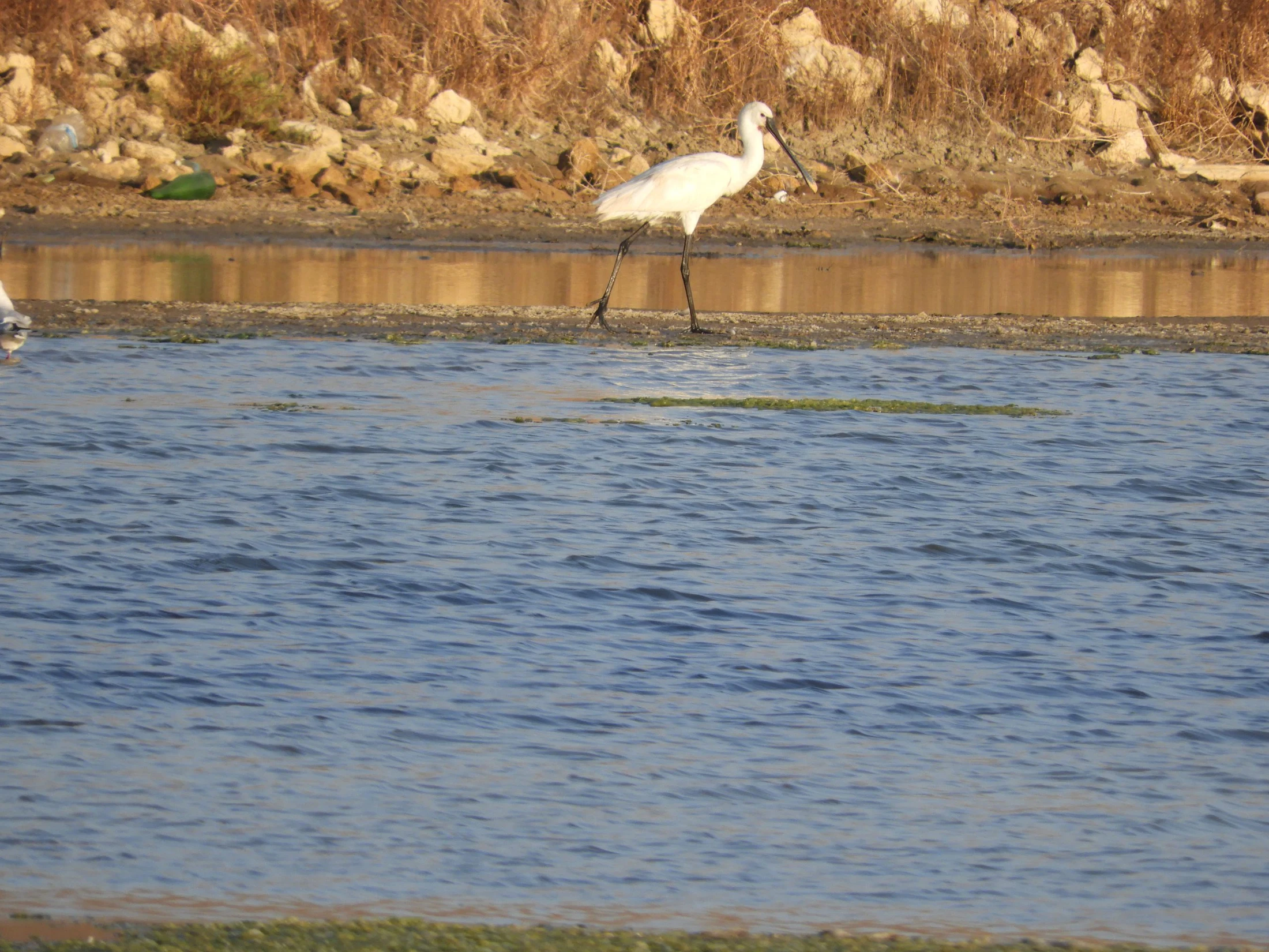 Espátula en la marisma de Barbate. Fotografía de David Collis Luque