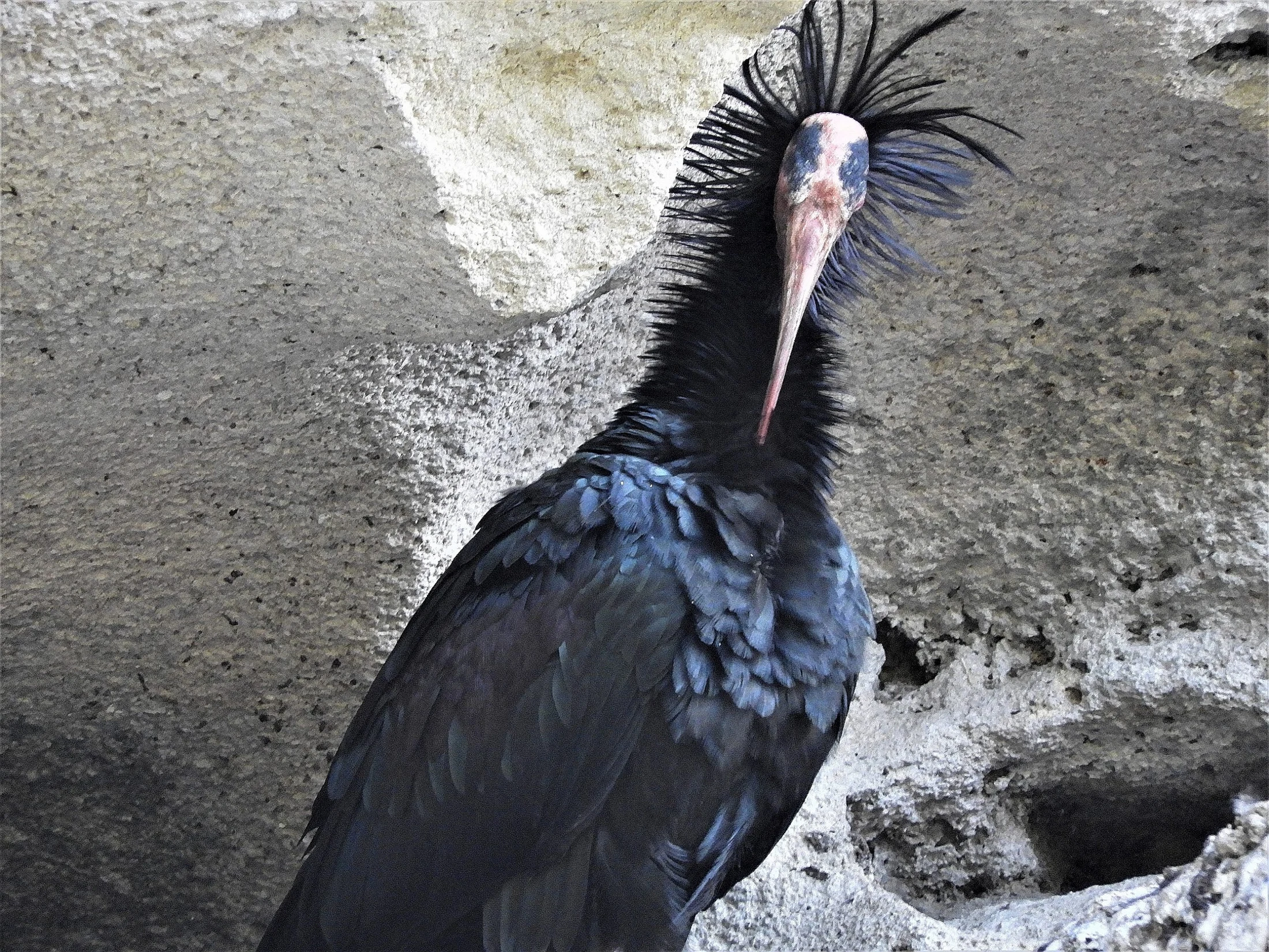 Ibis eremita. Fotografía de David Collis Luque