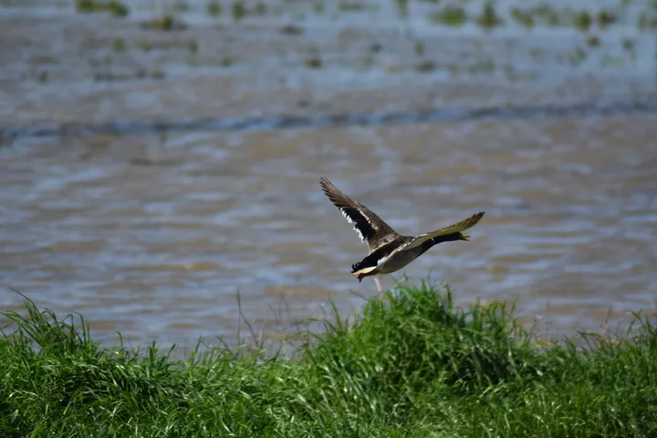 Ánade real macho en la antigua laguna de La Janda