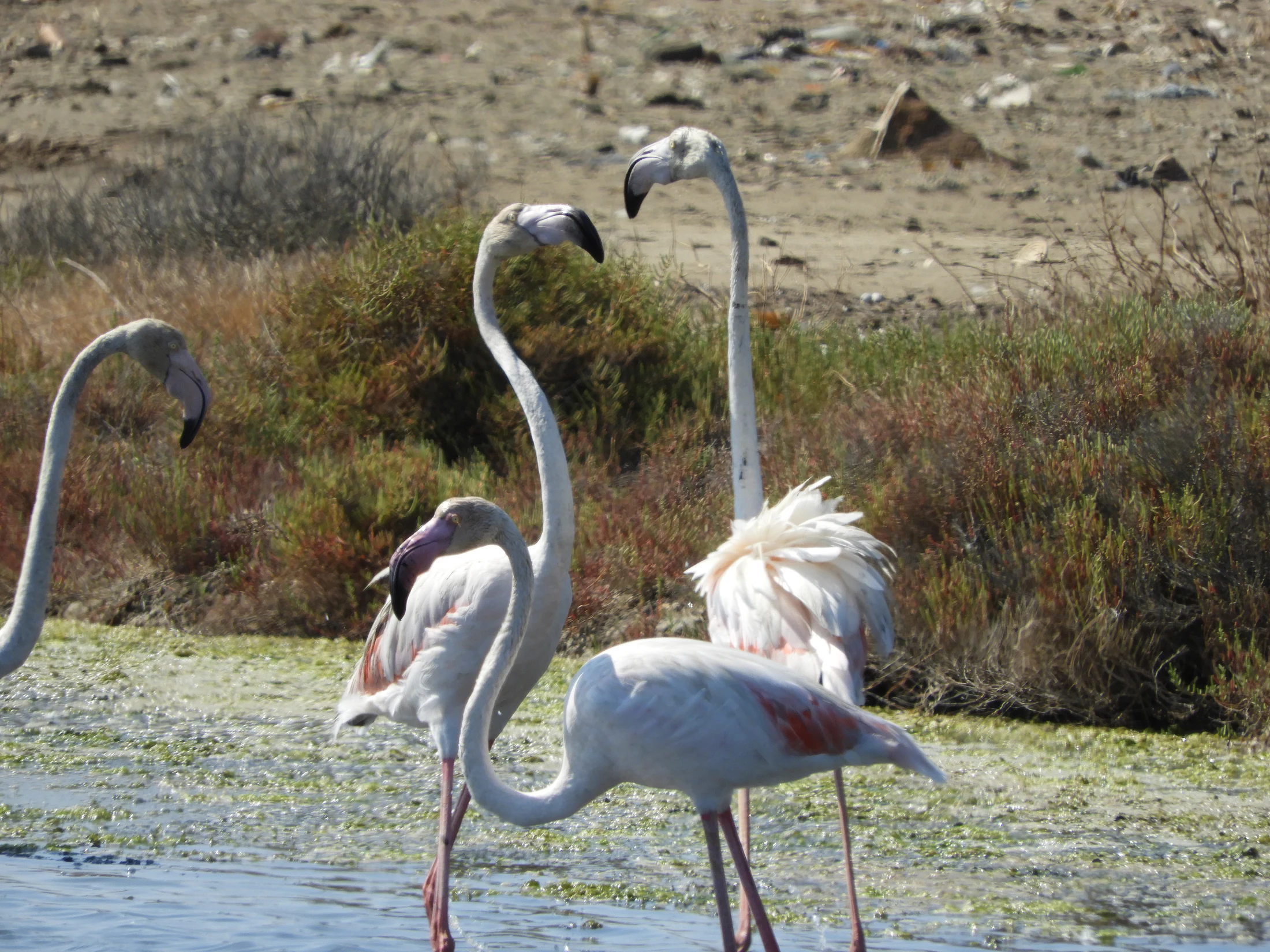 Flamencos en la marisma de Barbate. Fotografía de David Collis Luque