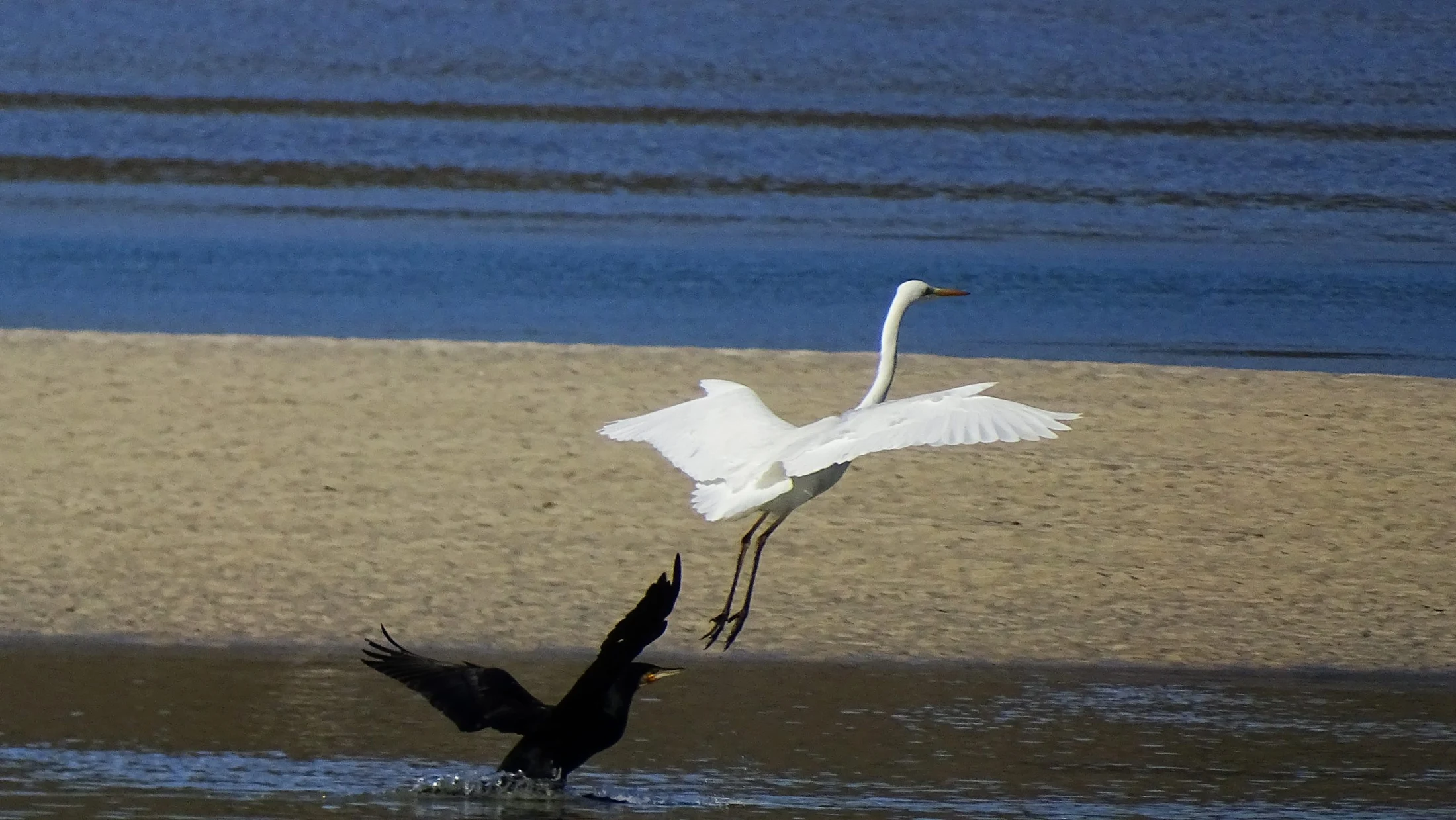 Garceta y cormorán en Galicia. Fotografía de Mingucho