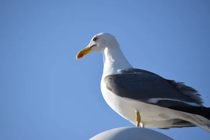 Gaviota en el puerto de Barbate