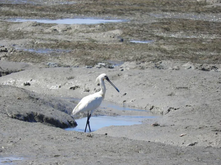 Espátula en la bahía de Cádiz