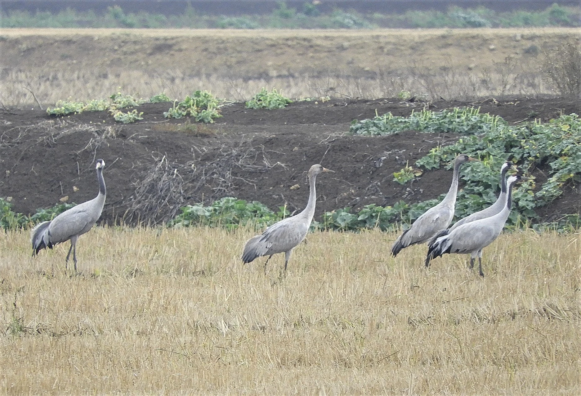 Grullas en la antigua Laguna de la Janda. Fotografía de David Collis Luque