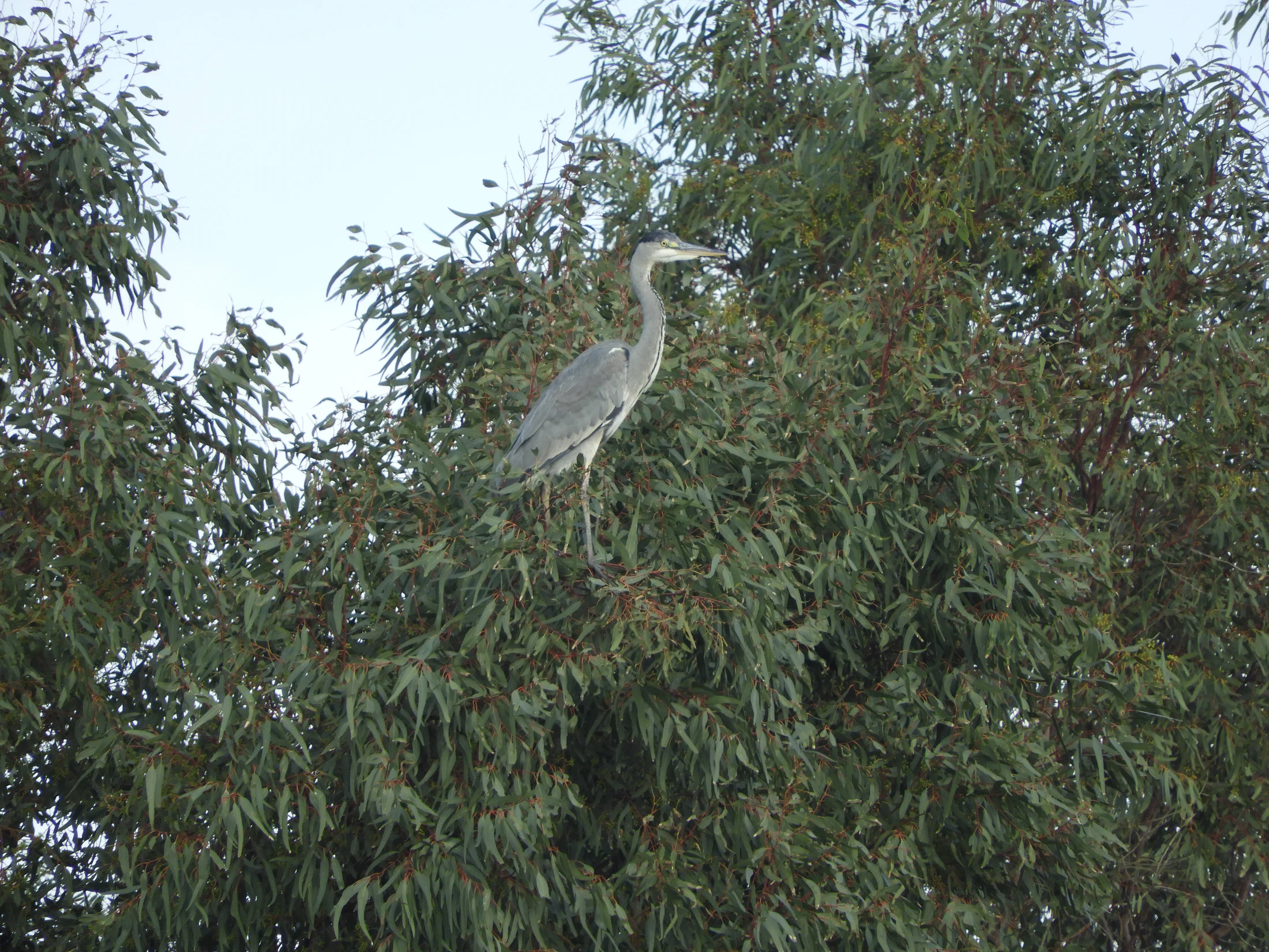Garza real en la antigua laguna de La Janda. Fotografía de David Collis Luque