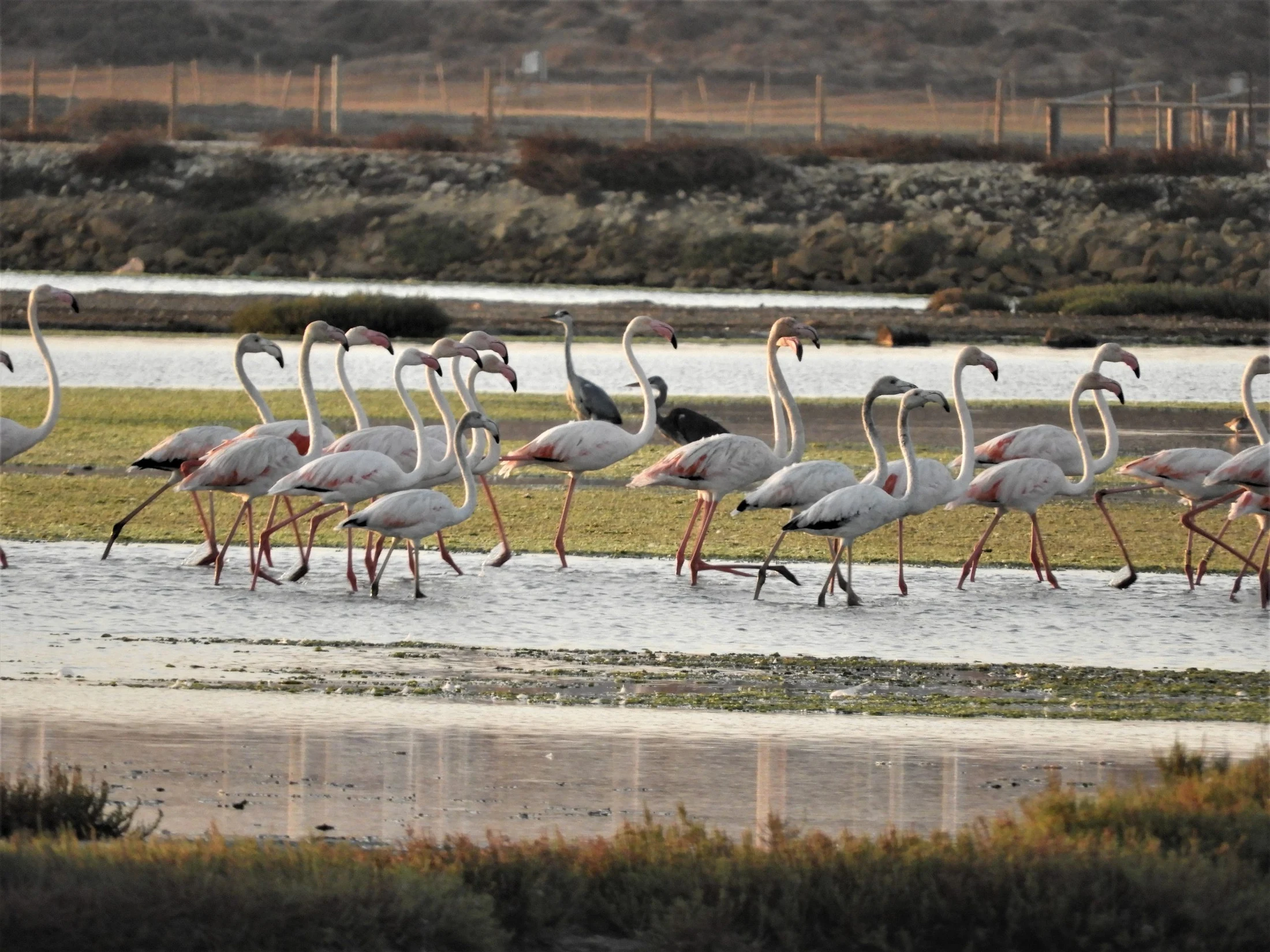 Flamencos y garzas reales en la marisma de Barbate. Fotografía de David Collis Luque