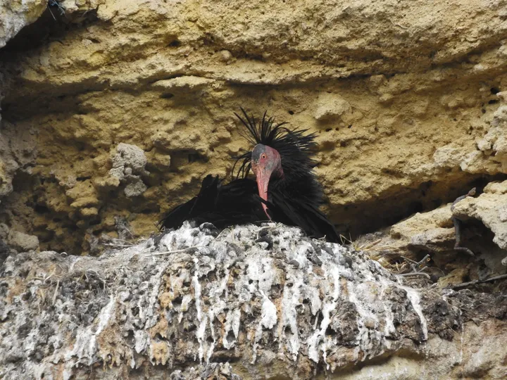 Ibis eremita en Vejer de la Frontera