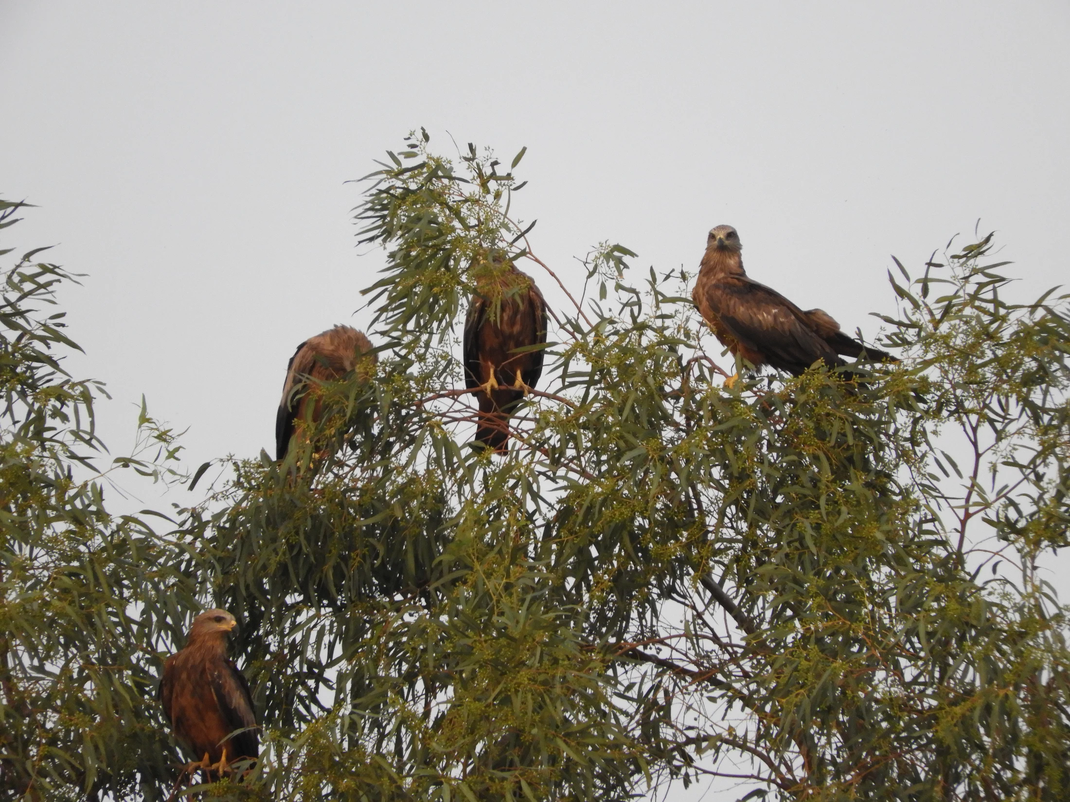 Milanos negros en la antigua laguna de La Janda. Fotografía de David Collis Luque