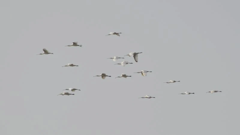 Espátula común (Salina de la Victoria del Trocadero, Puerto Real). Fotografía de Juan José Rubal Lobo