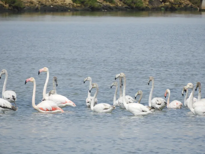 Flamencos en las marismas de Barbate