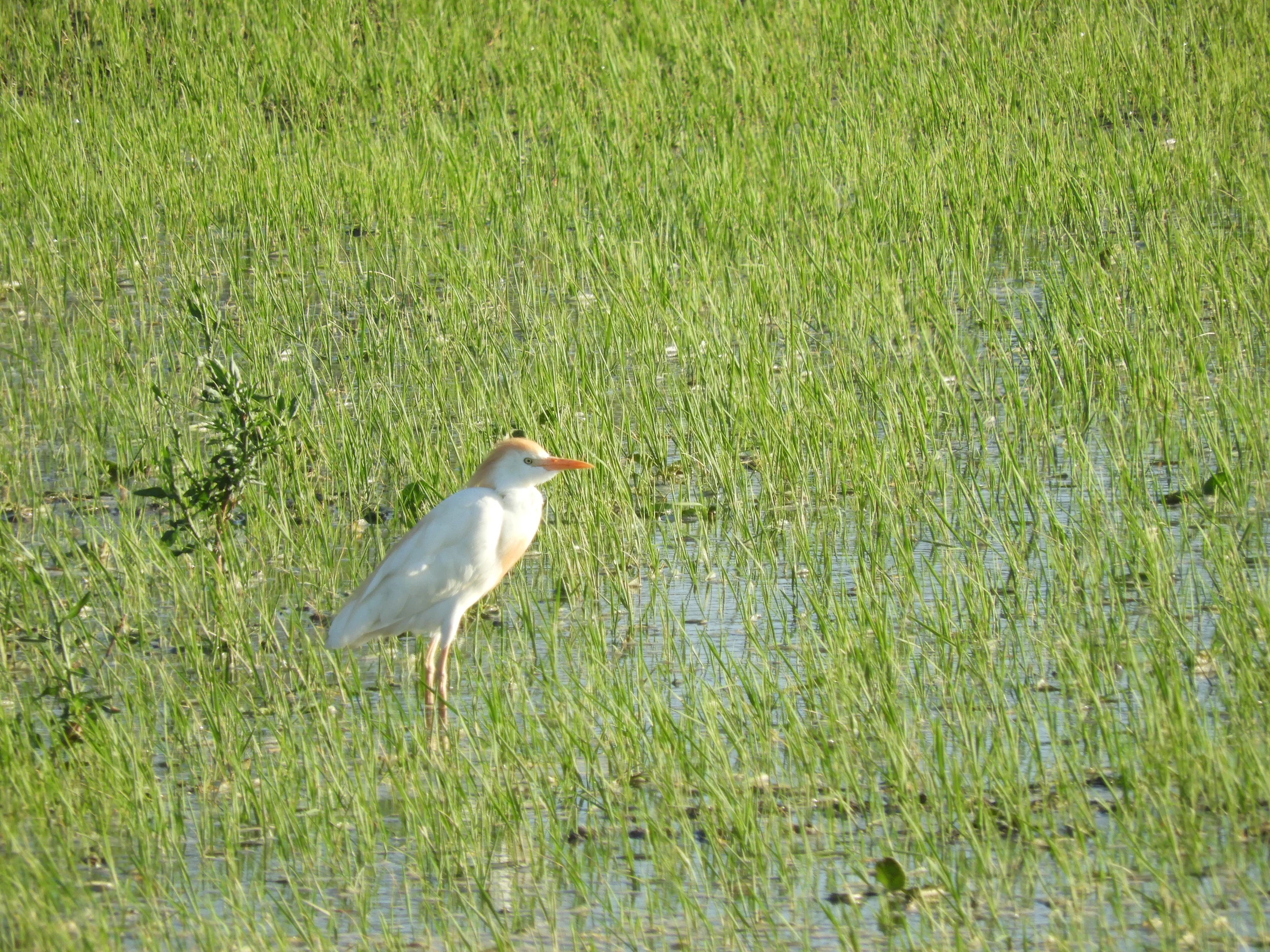 Garcilla bueyera en época nupcial en la antigua laguna de La Janda. Fotografía de David Collis Luque