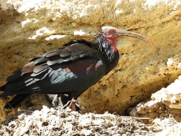 Ibis eremita en La Barca de Vejer de la Fra.