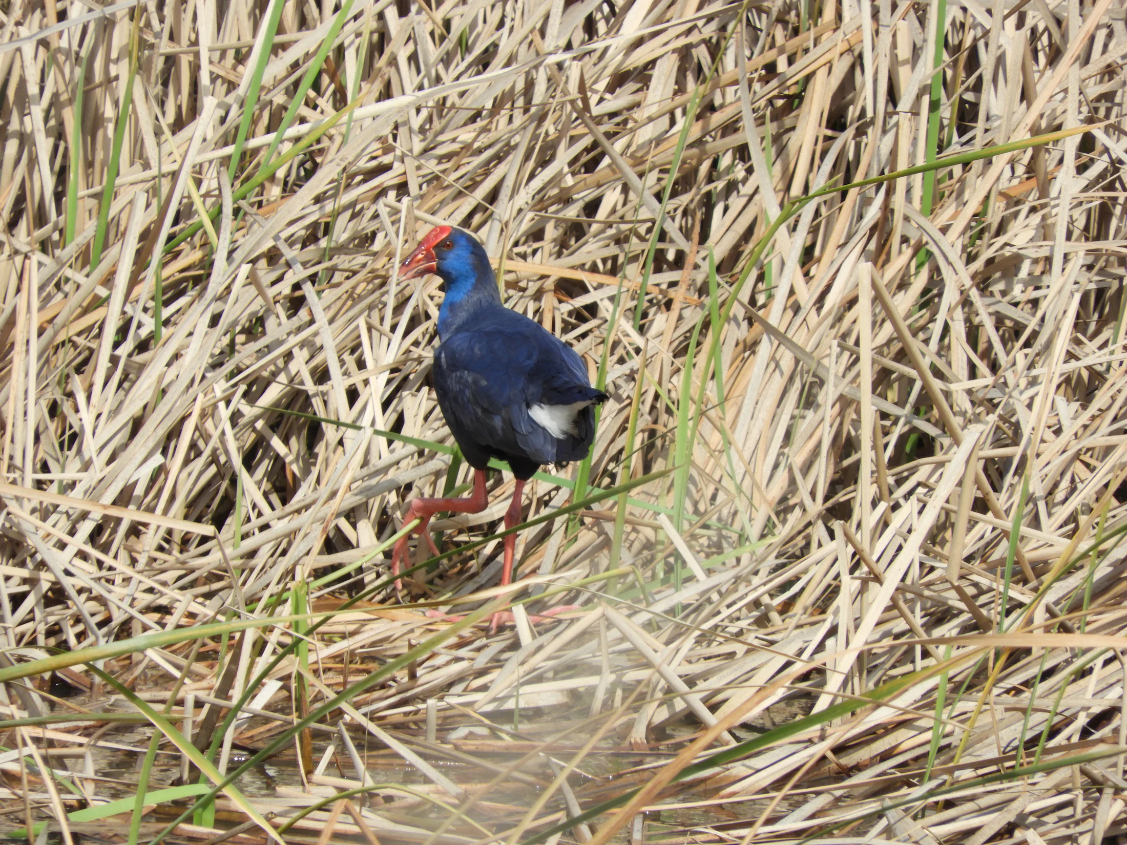 Calamón en la antigua laguna de La Janda. Fotografía de David Collis Luque