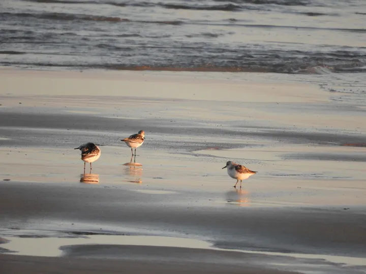 Correlimos tridáctilo en la playa de El Palmar