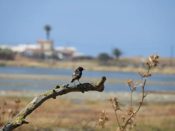 Tarabilla común en la marisma de Barbate