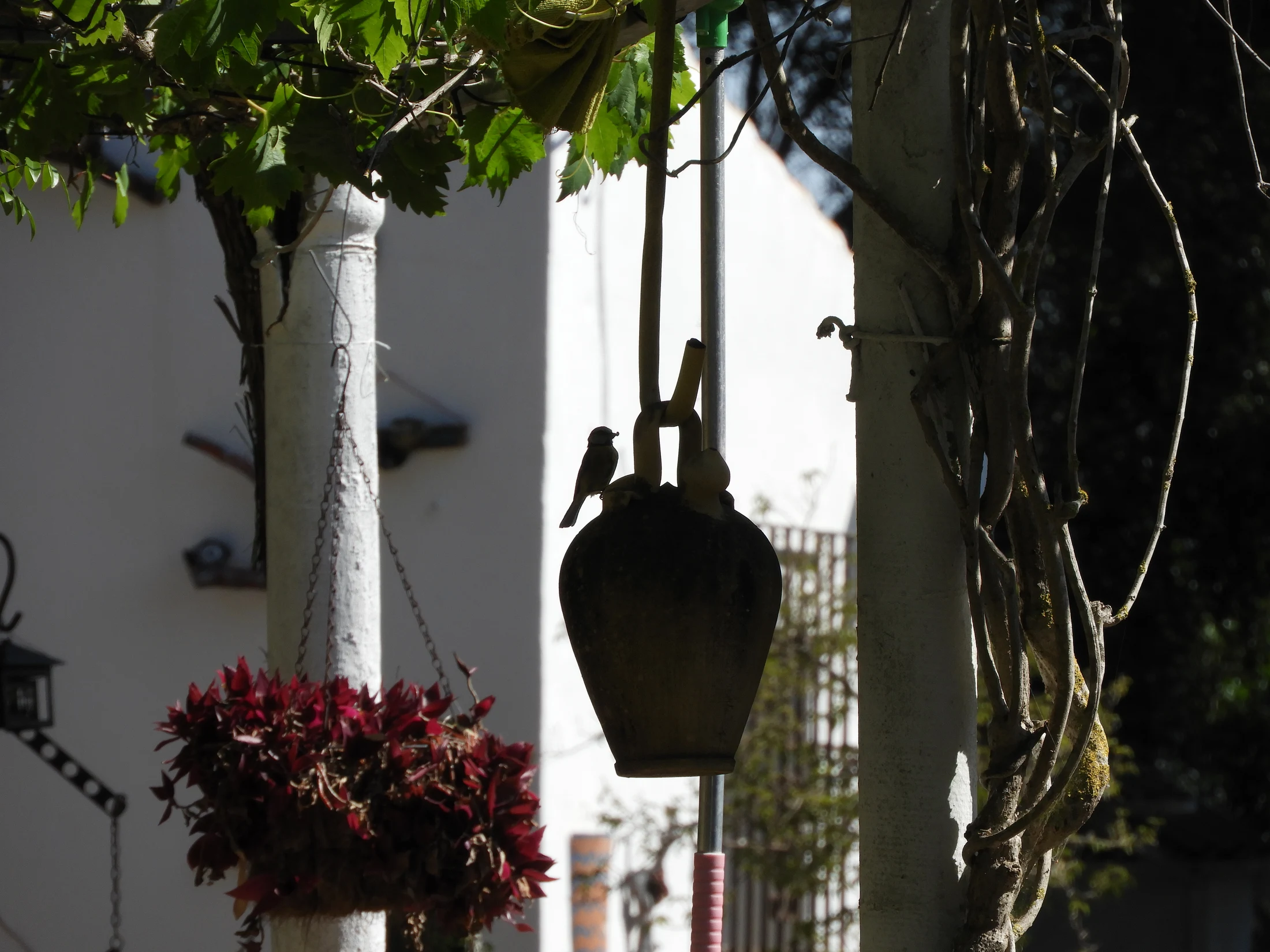 Herrerillo en su nido. Fotografía de David Collis Luque