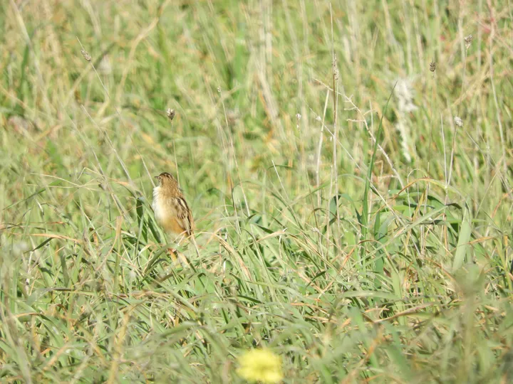 Buitrón en la antigua laguna de la Janda