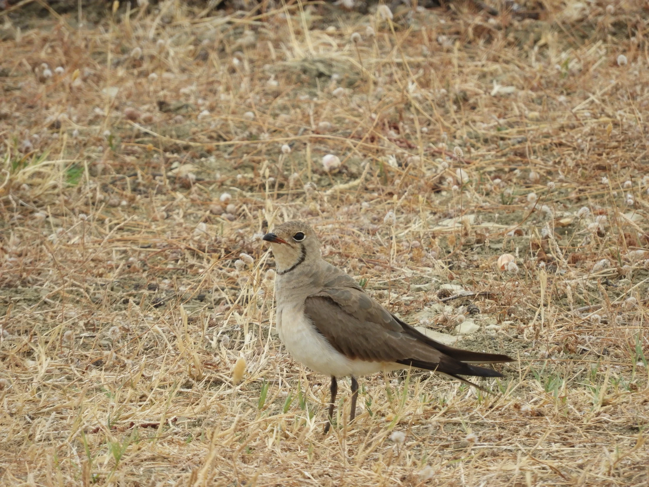 Canastera en la antigua laguna de La Janda. Fotografía de David Collis Luque