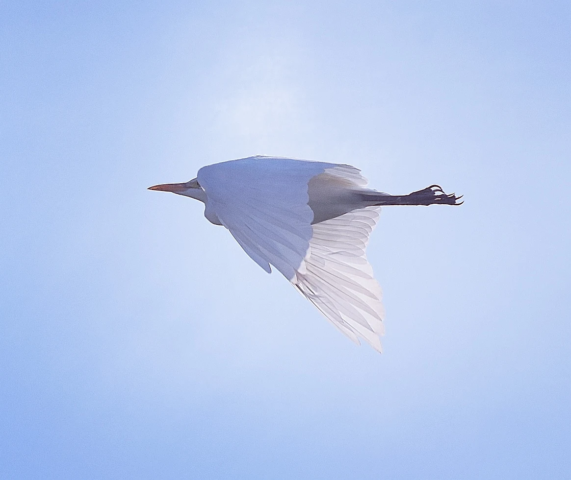 Garcilla bueyera en la antigua laguna de La Janda. Fotografía de David Collis Luque