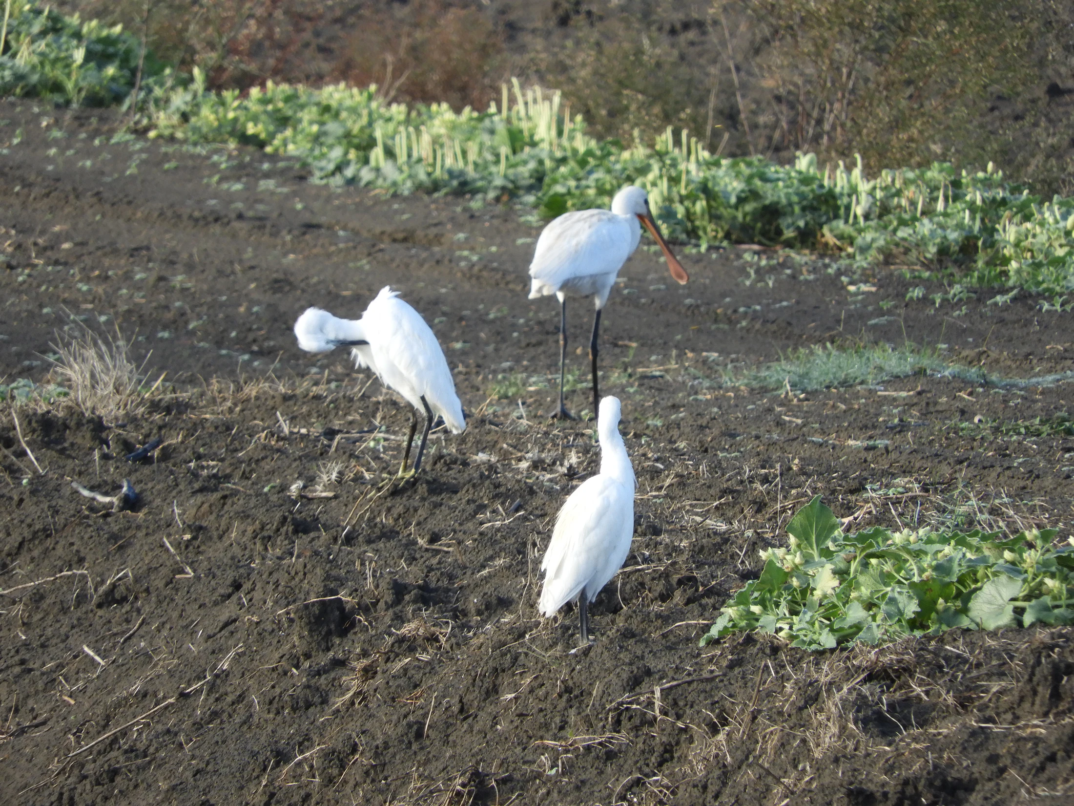Garcetas y espátulas en la antigua laguna de La Janda. Fotografía de David Collis Luque