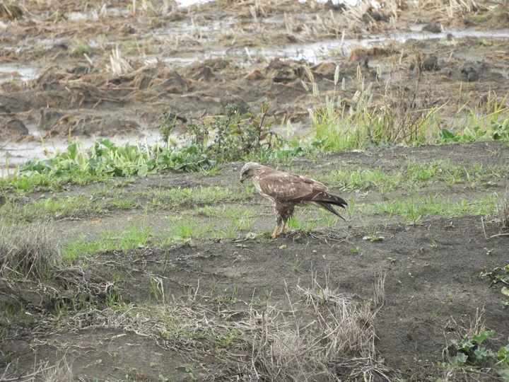Busardo ratonero en la antigua laguna de La Janda