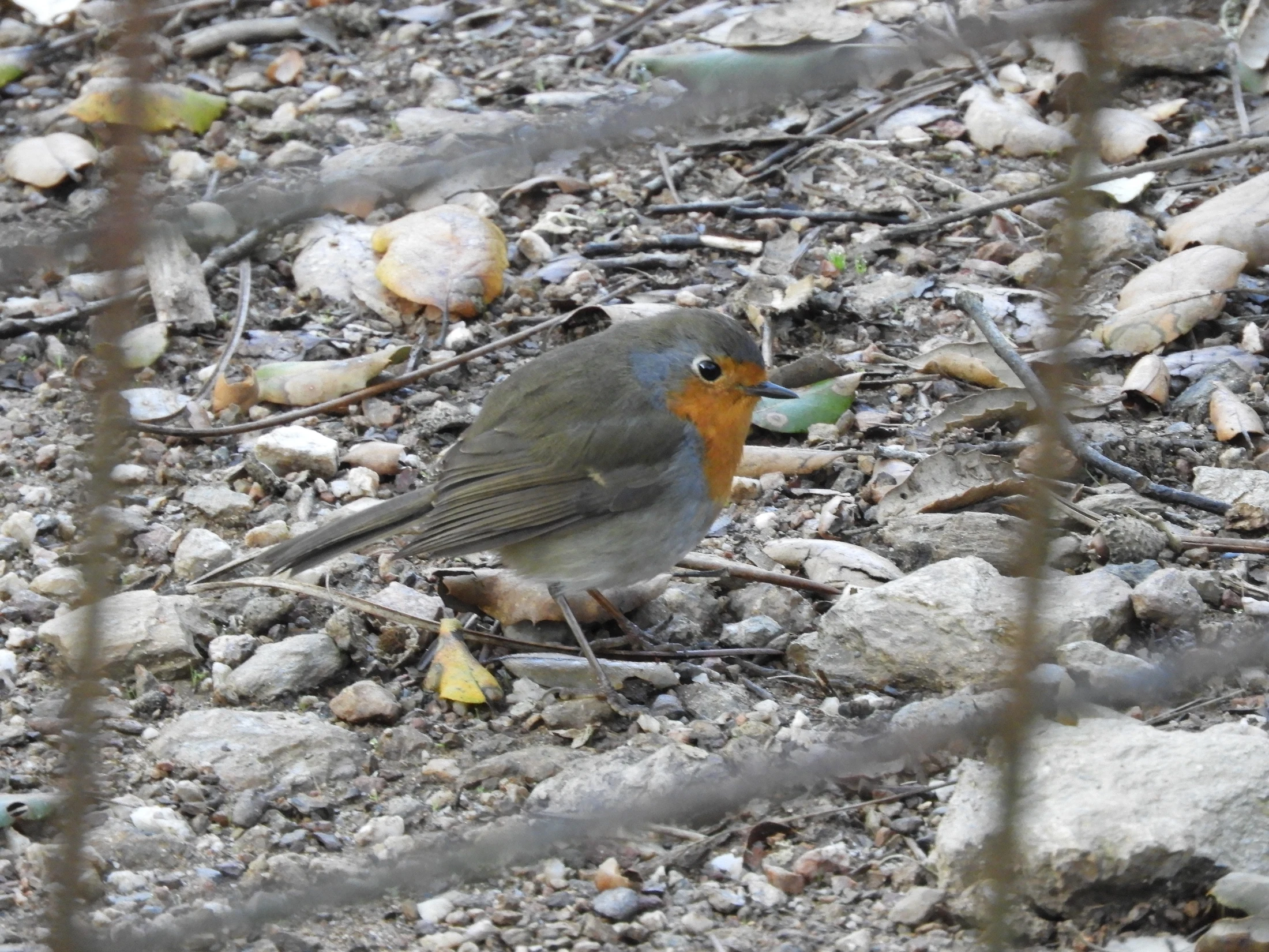 Petirrojo en la Sierra de Huelva. Fotografía de David Collis Luque