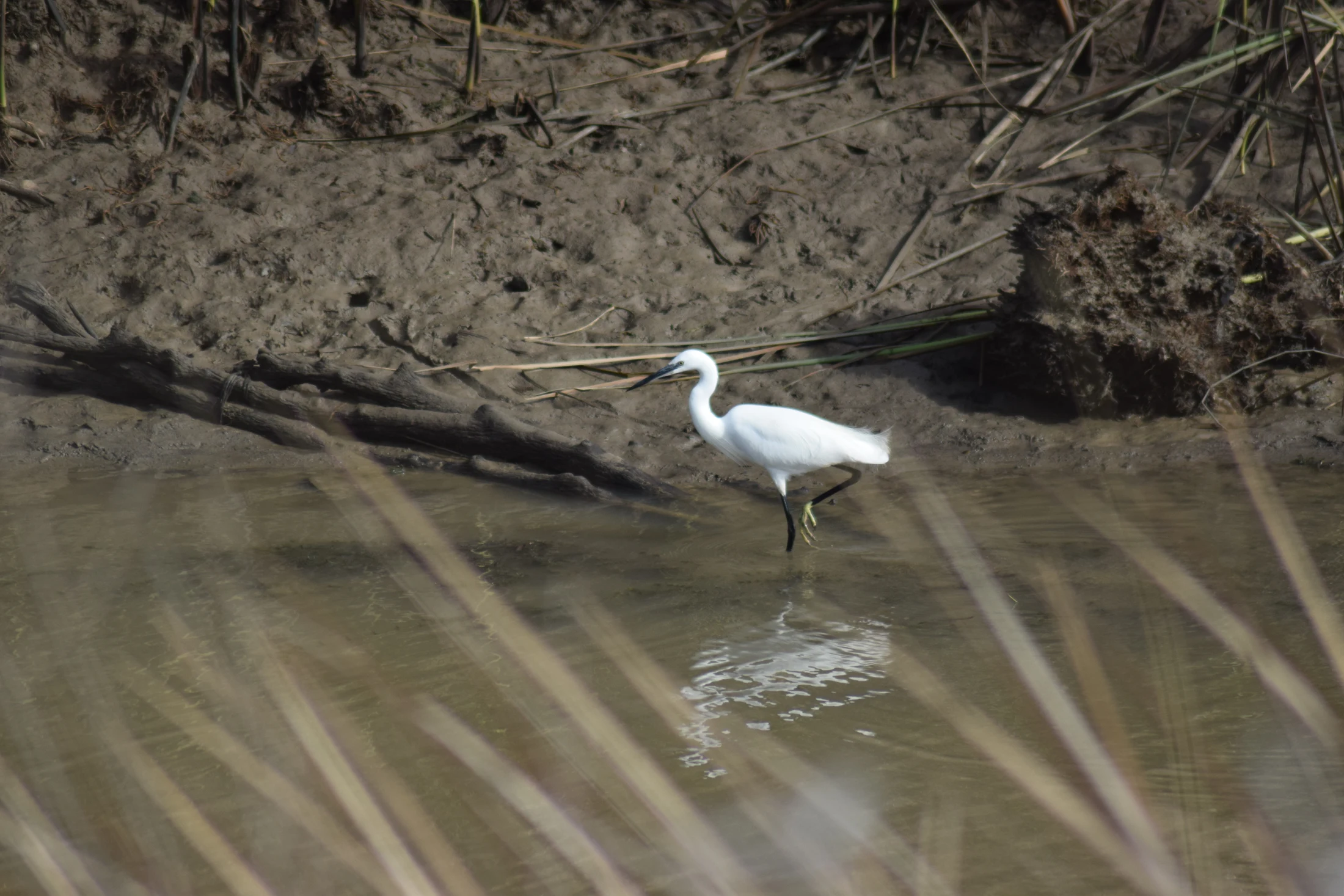 Garceta en la antigua laguna de La janda. Fotografía de David Collis Luque