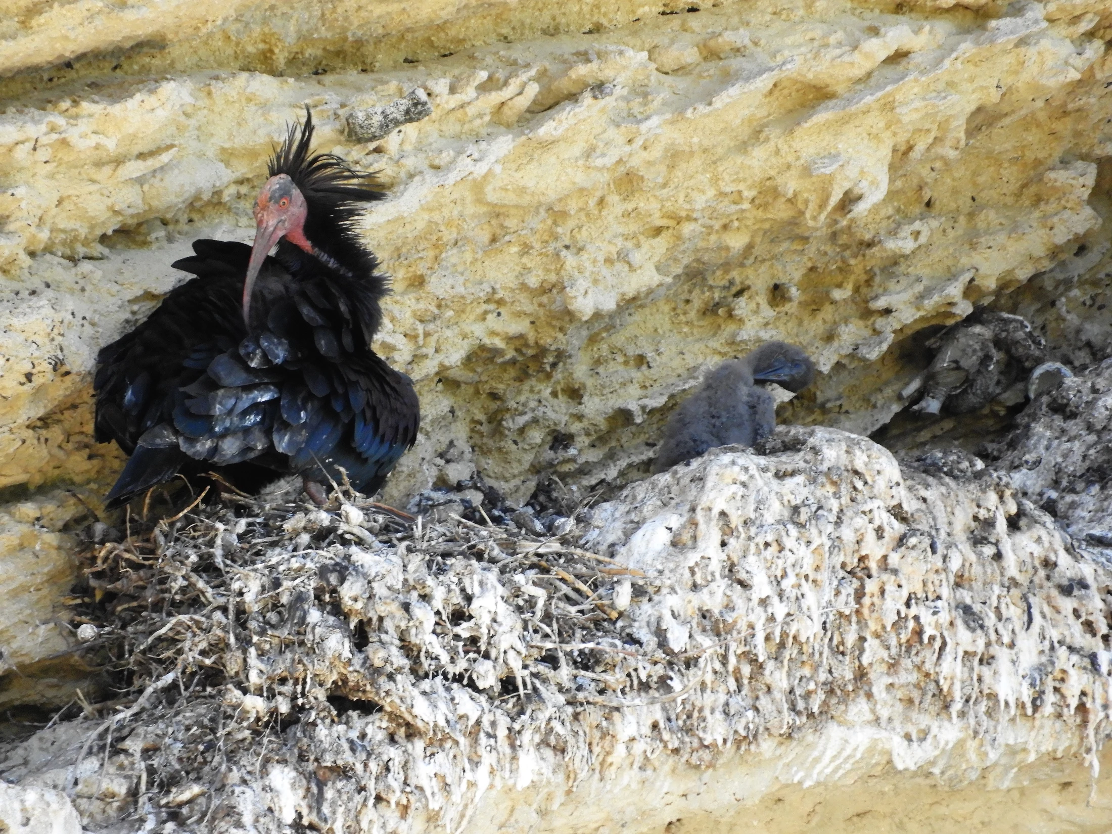 Ibis eremita con cría en La Barca de Vejer de la Fra.. Fotografía de David Collis Luque
