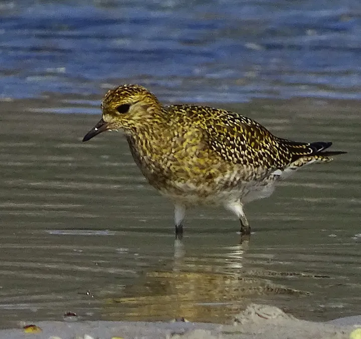 Chorlito dorado europeo en Galicia