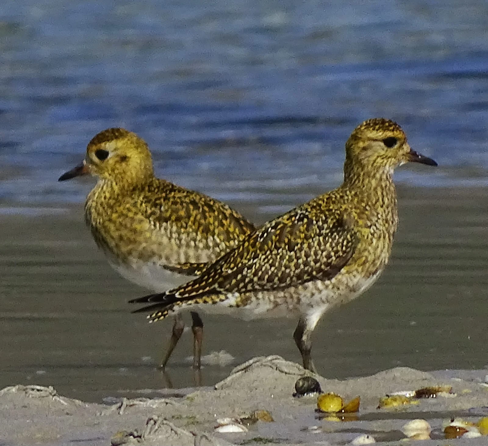 Chorlito dorado europeo en Galicia. Fotografía de Mingucho
