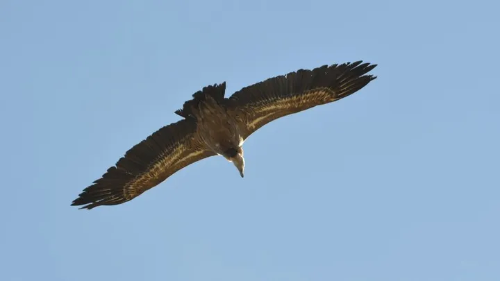 Buitre leonado en el Tajo de las Grabas (El Gastor, Cádiz)